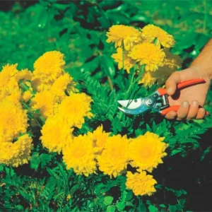 Tesoura para Poda Profissional - Imagem 3