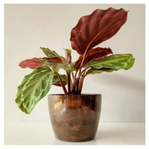 Cachepo Elegance Redondo 03 Cafe Imperial - Imagem 4