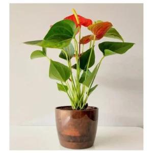 Cachepo Elegance Redondo 03 Cafe Imperial - Imagem 5