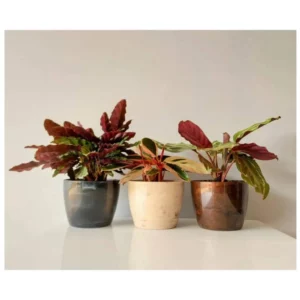 Cachepo Elegance Redondo 03 Cafe Imperial - Imagem 7