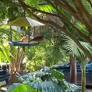 Suporte Tratador Passarinho e Suculenta Cores